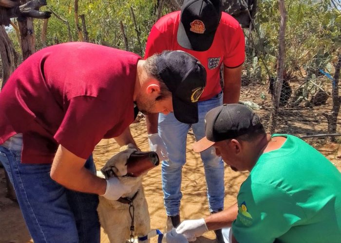 Tuparetama realiza Campanha de Testagem contra Leishmaniose Canina